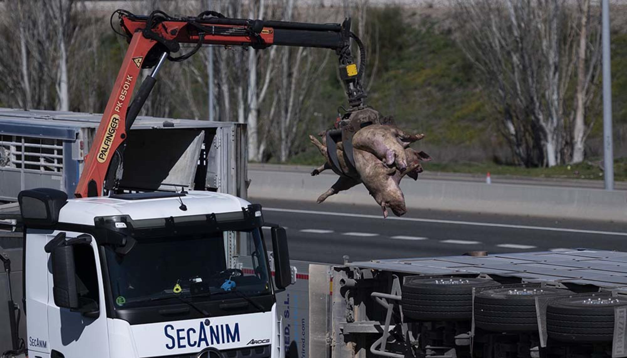 Cien cerdos mueren en un accidente de camión